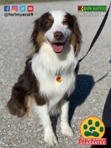 #miniaussie. #australianshepherd. #dogsofbarkbusters. #speakdogchangeyourlife