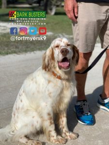 #englishsetter. #dogsofbarkbusters