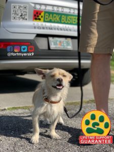 #chauzer. #dogsofbarkbusters. #speakdogchangeyourlife. #fortmyersk9