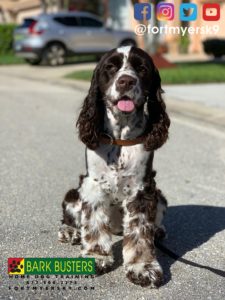 #cockerspaniel. #speakdogchangeyourlife