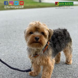 #yorkshireterrier #dogsofbarkbusters #speakdogchangeyourlife