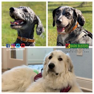 #groodle. #catahoula. #greatpyrenees. #dogsofbarkbusters. #speakdogchangeyourlife