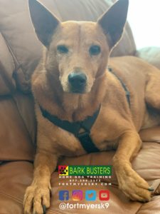 #besenjimix. #dogsofbarkbusters. #speakdogchangeyourlife