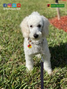 #miniaturepoodle. #dogsofbarkbusters. #speakdogchangeyourlife