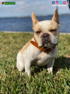 #frenchbulldog. #dogsofbarkbusters. #frenchie. #speakdogchangeyourlife