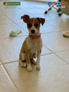 #joserussellterrier #dogsofbarkbusters #onthewaterfront