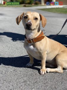 #labmix #dachshundmix #dogsofbarkbusters #fortmyersk9