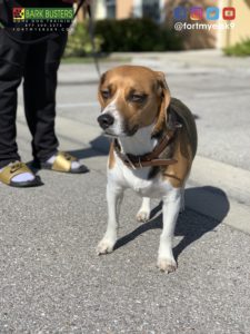 #beagle #dogsofbarkbusters #speakdogchangeyourlife