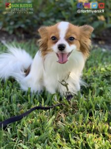 #papillon #dogsofbarkbusters #speakdogchangeyourlife