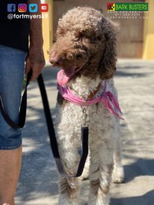 #groodle. #goldendoodle