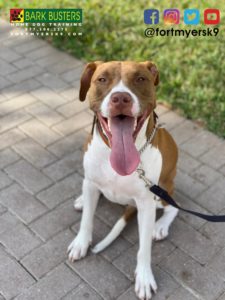 #pibble. #pitbull. #dogsofbarkbusters