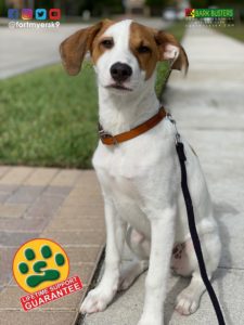 #potcake. #dogsofbarkbusters. #speakdogchangeyourlife