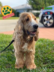 #englishcockerspaniel. #goldencocker. #dogsofbarkbusters. #speakdogchangeyourlife