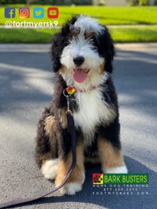 #bernedoodle. #dogsofbarkbusters