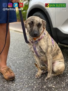 #dogsofbarkbusters. #speakdogchangeyourlife