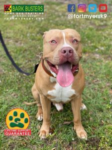 #pibble. #pitbull. #dogsofbarkbusters