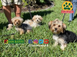 #morkie. #dogsofbarkbusters