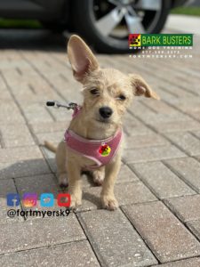 #dogsofbarkbusters. #terriermix. #chiweeniemix