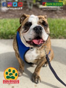 #englishbulldog #dogsofbarkbusters