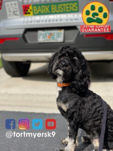 #cockapoo. #dogsofbarkbusters. #speakdogchangeyourlife