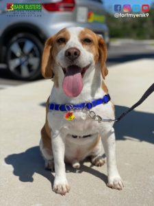 #beagle