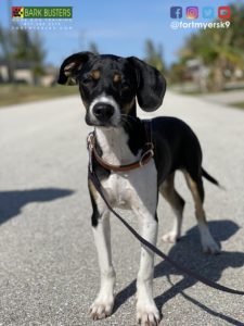 #terriermix #oreo #dogsofbarkbusters