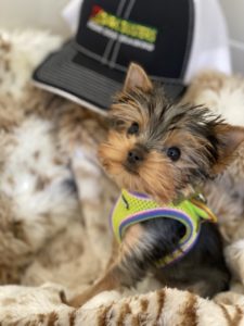 #yorkie #yorkshireterrier #dogsofbarkbusters