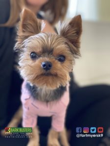 #yorkie #yorkshireterrier #dogsofbarkbusters