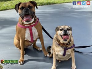 #boxer #puggle #dogsofbarkbusters #speakdogchangeyourlife