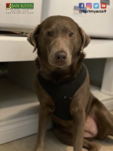 #chocolatelabradorretriever #chocolatelab #labrador #labtested #dogsofbarkbusters