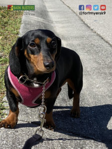 #miniaturedachshund #up