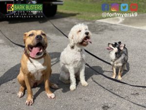 #pibble #cockapoo #lhc #longhairedchihuahua