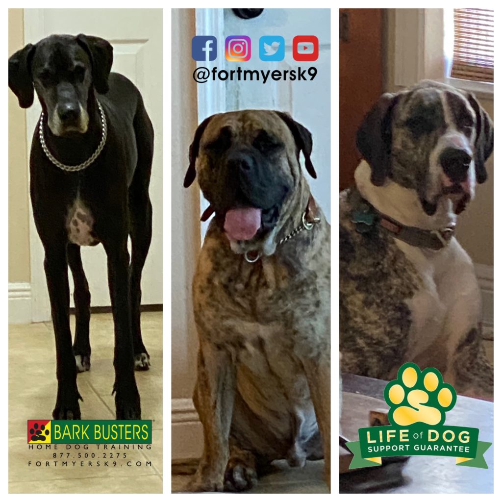 #greatdane. #mastiff. #dogsofbarkbusters
