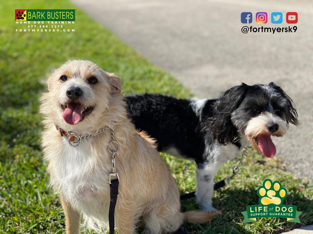 #dogsofbarkbusters. #schnauzermix. #cavaliermix