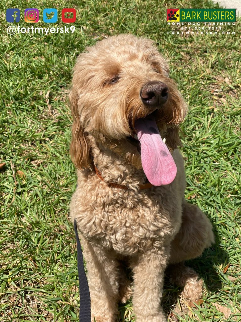 #groodle. #goldendoodle. #dogsofbarkbusters