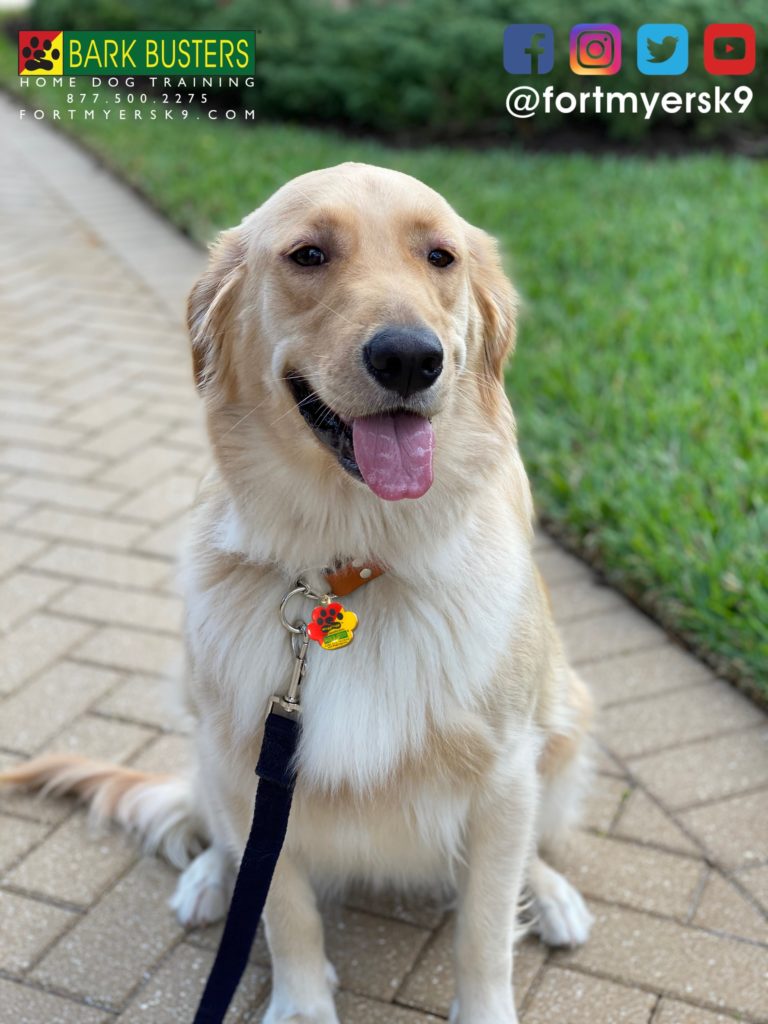 #goldenretriever. #dogsofbarkbusters