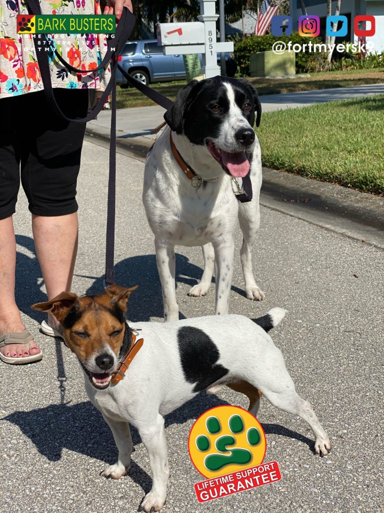#englishpointer. #jackrussellterrier. #jackrussell. #dogsofbarkbusters