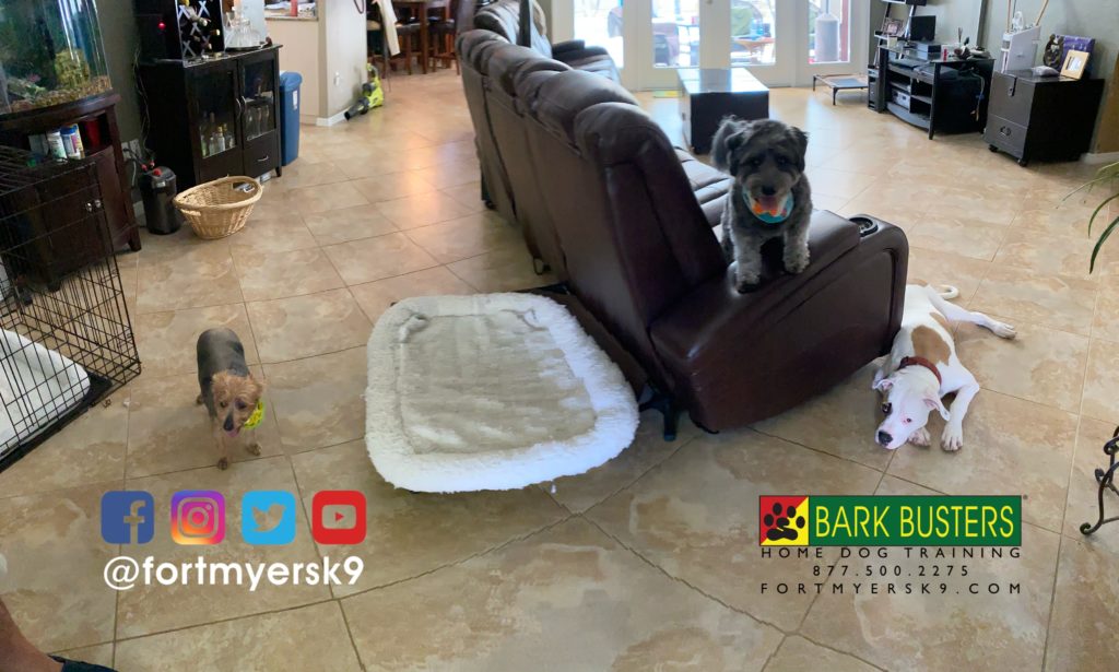 #schnoodle. #yorkie. #yorkshireterrier #americanbulldog. #dogsofbarkbusters