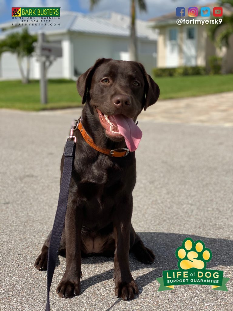 #labradorretriever. #dogsofbarkbusters
