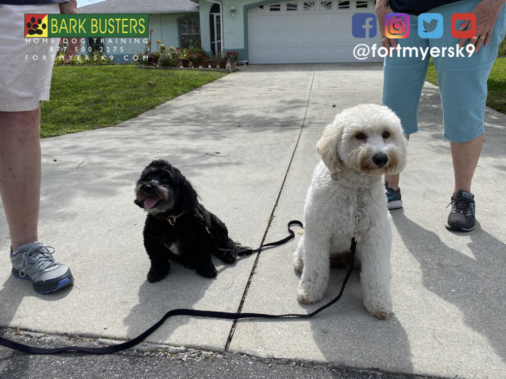 #havapoo #groodle #goldendoodle #dogsofbarkbusters