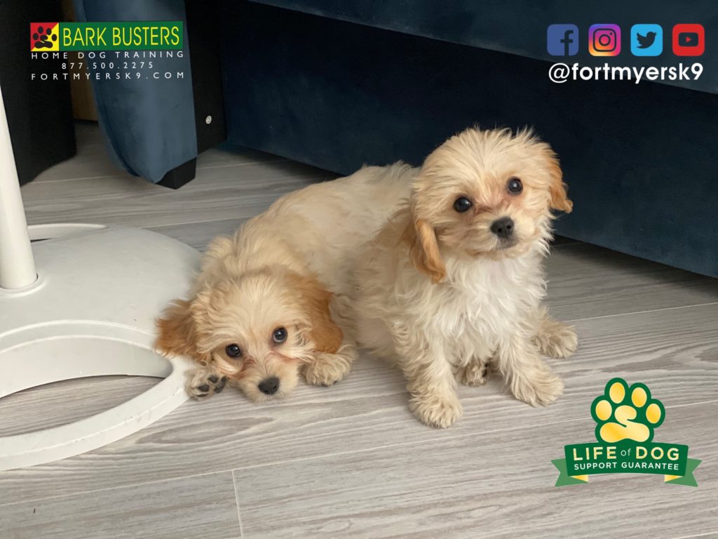 #cavachon #dogsofbarkbusters #speakdogchangeyourlife