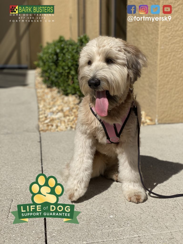 #wheatenterrier #dogsofbarkbusters