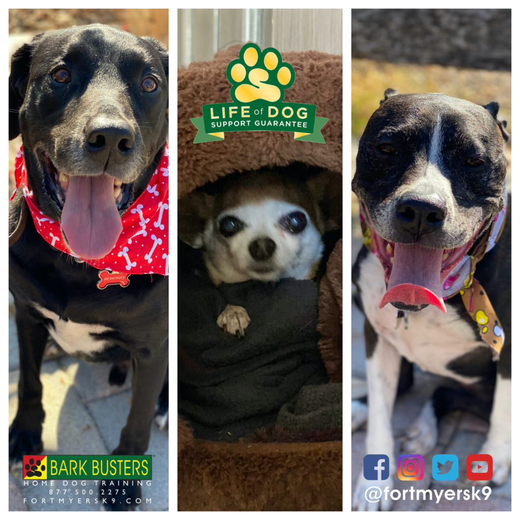 #labmix #chihuahua #pibblemix #dogsofbarkbusters