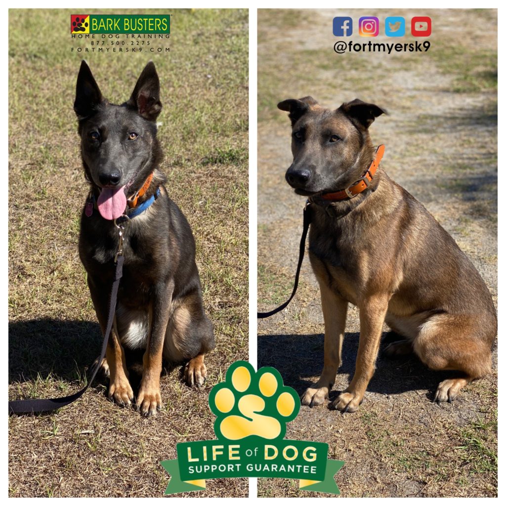 #malinois #belgianmalinois #siblingrivalry #speakdogchangeyourlife