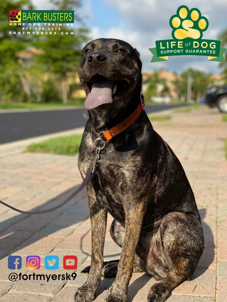 #labmix. #shepherdmix. #dogsofbarkbusters