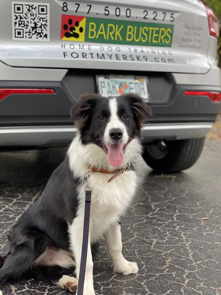 #bordercollie. #dogsofbarkbusters