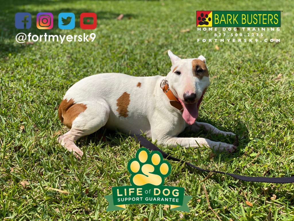 #minibullterrier #miniaturebullterrier #bullterrier #dogsofbarkbusters