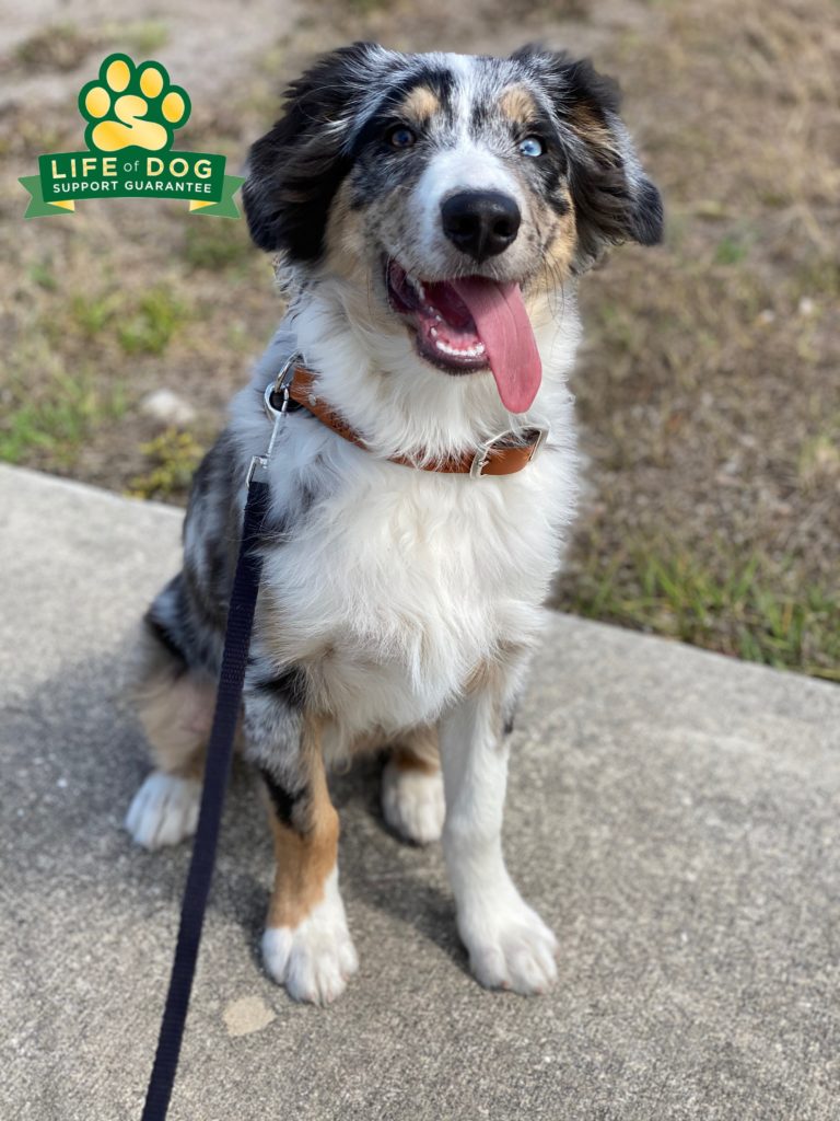 #australianshepherd #aussie. #dogsofbarkbusters. @fortmyersk9