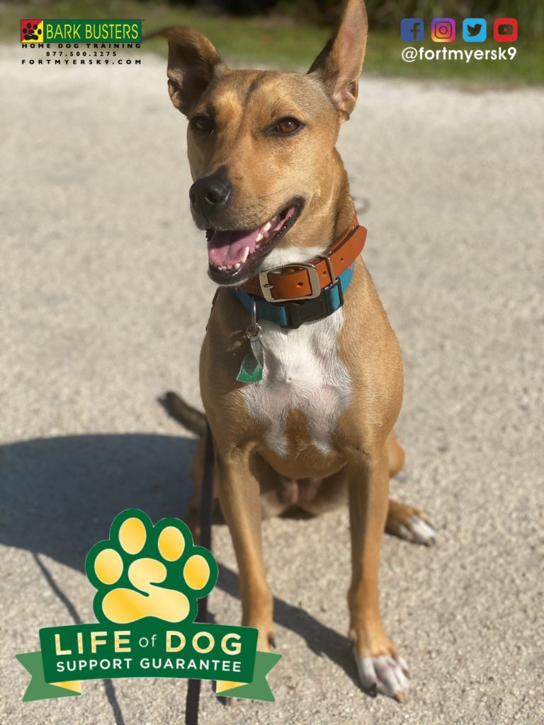 #shepherdmix. #dogsofbarkbusters