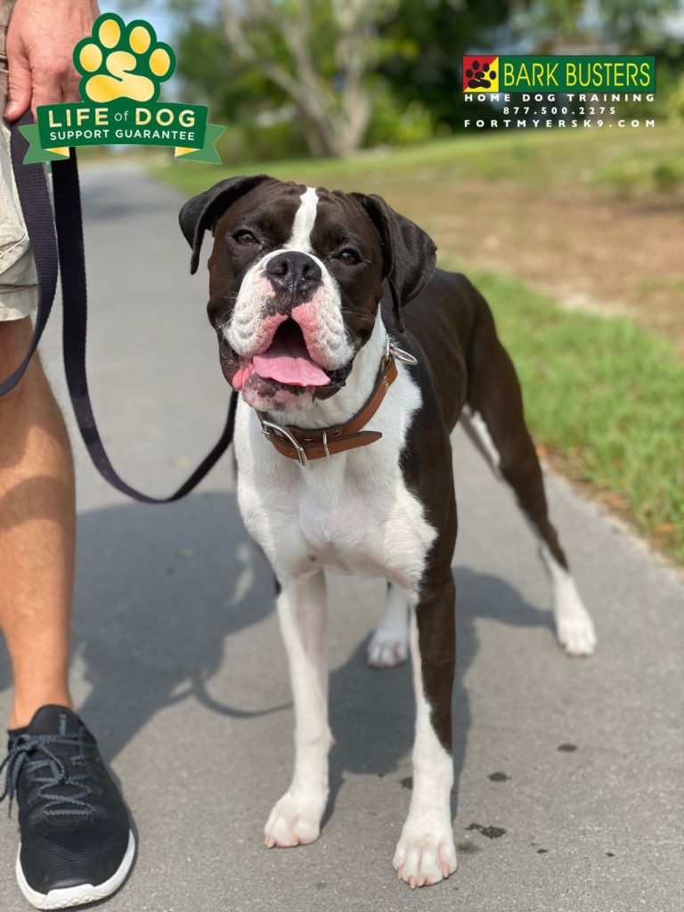 #boxer. #dogsofbarkbusters